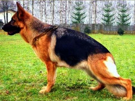 Inka Almhof GSD