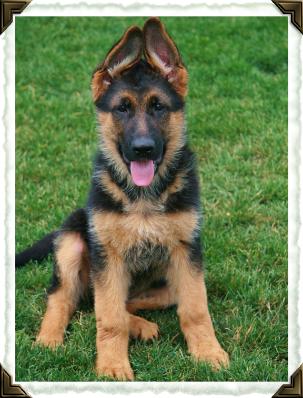 Bastian GSd sit