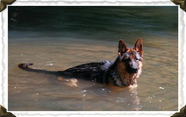 Bastian swimming