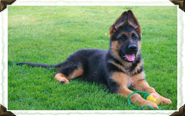 Bastian puppy with ball