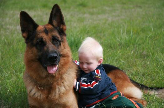 German Shepherd dog Jando and baby 