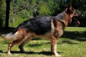 GSD Jando