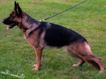 Mica vom Gold-Berg GSD