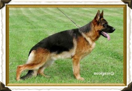 Vegas du Haut Mansard GSD